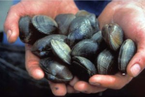 On the Farm clam hands
