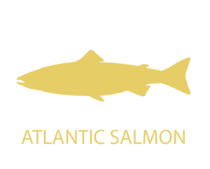 Atlantic Salmon